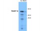 Anti-NEDD1  Secondary Antibody